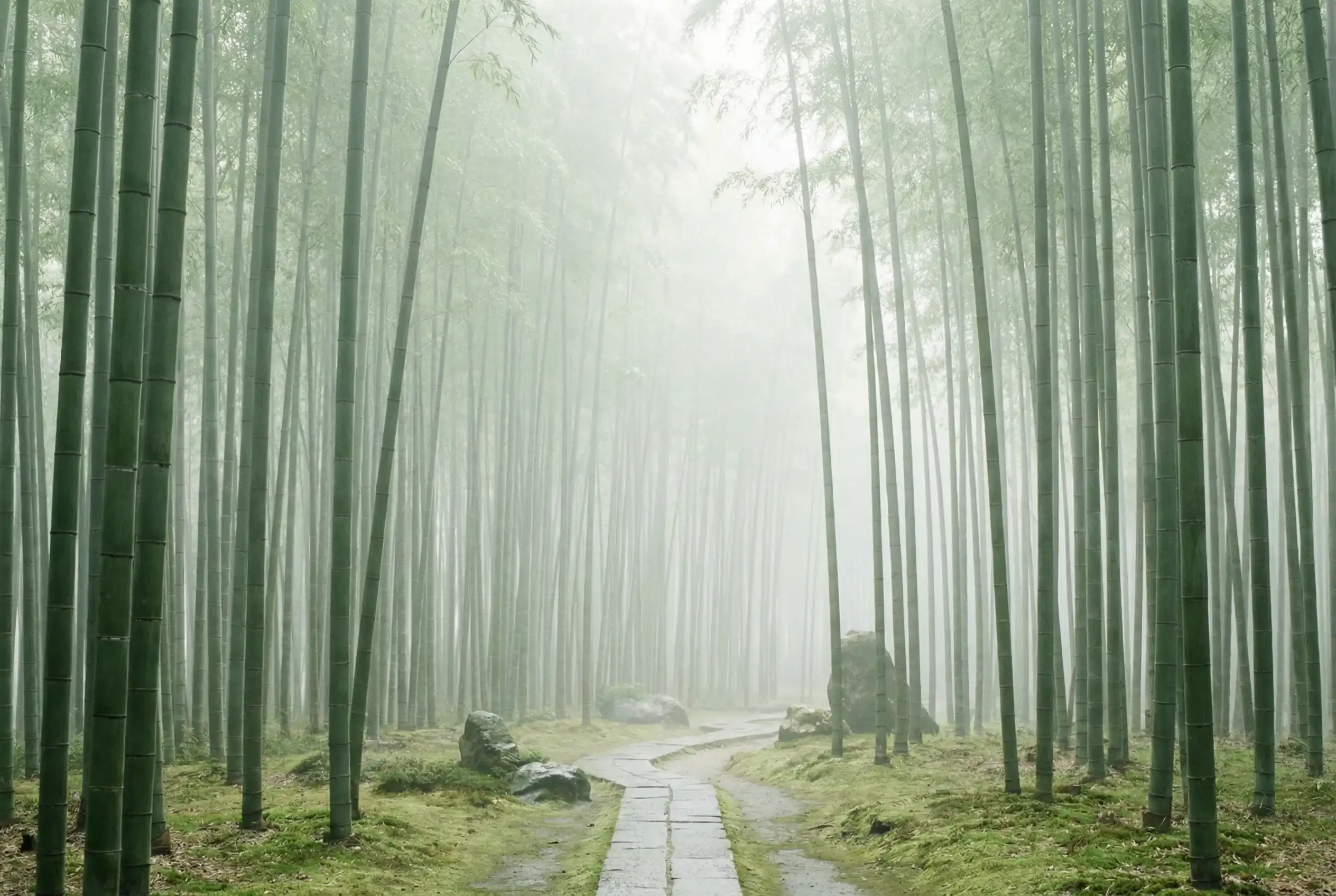 彩票平台 自然恩赐计划竹林背景